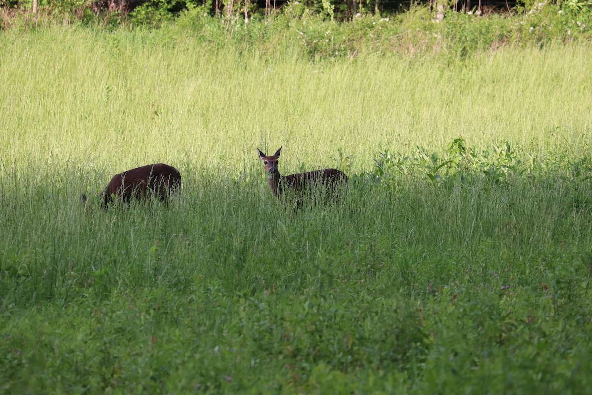 a deer in a field looking for food