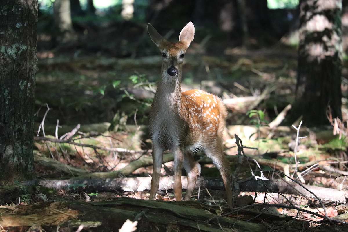 a fawn in the woods