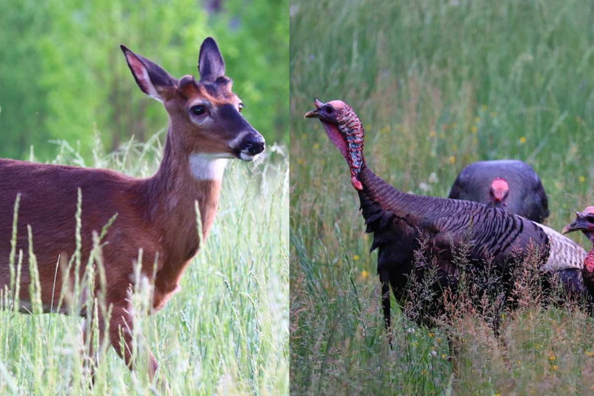 deer and turkey on a meadow