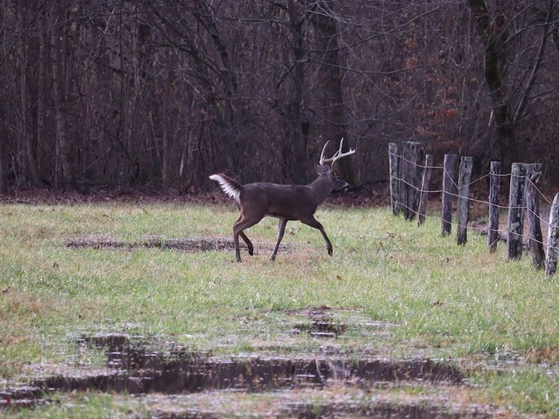 deer jumps a fence