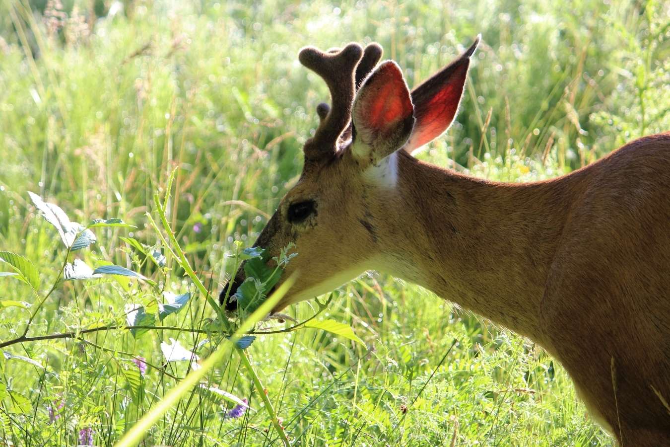 a deer eating leaves