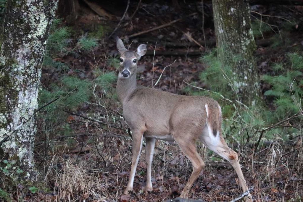 a doe in the woods looking at the camera