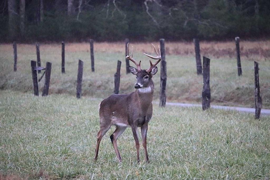a whitetail deer about to jump over a fence