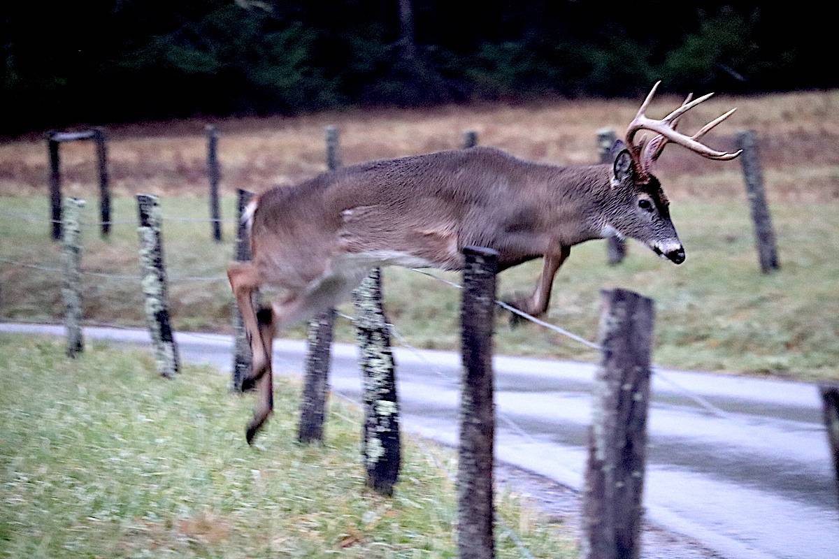 a whitetail deer jumping over a fence