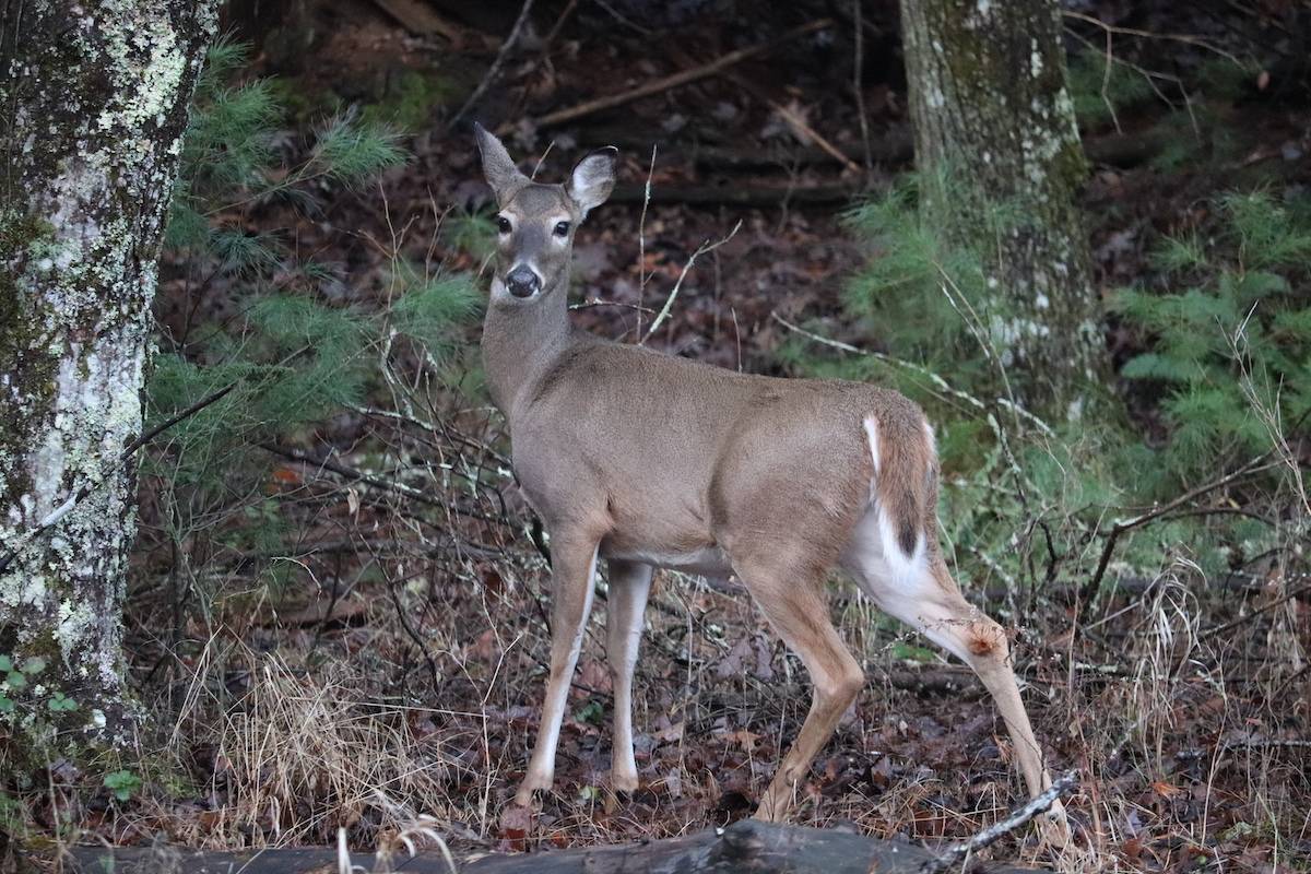 a whitetail doe looking at the camera in the woods
