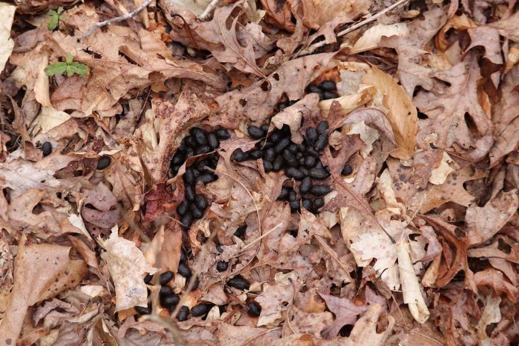 deer scat on the ground in the woods