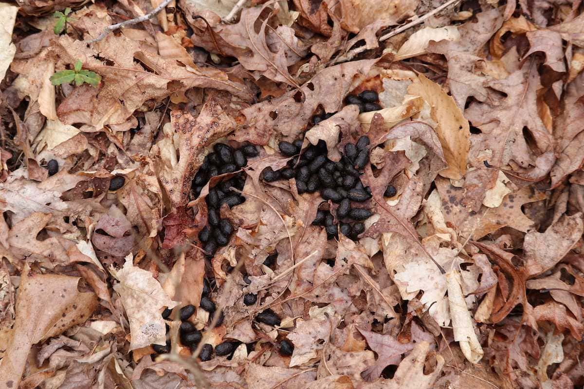 What Does Deer Poop Look Like (Identifying Deer Droppings & Scat ...