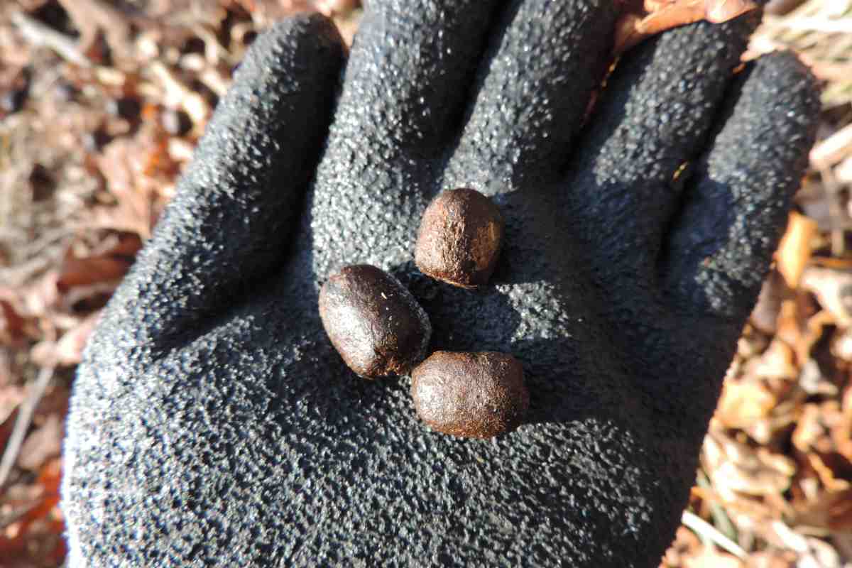 What Does Deer Poop Look Like (Identifying Deer Droppings & Scat ...