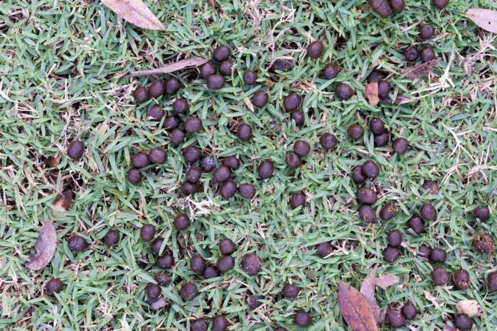 What Does Deer Poop Look Like (Identifying Deer Droppings & Scat ...