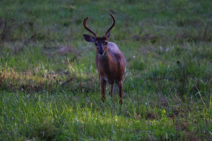 a deer on a meadow crossbow