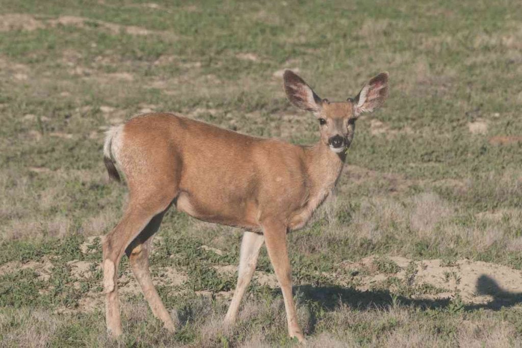 a young mule deer in the wild