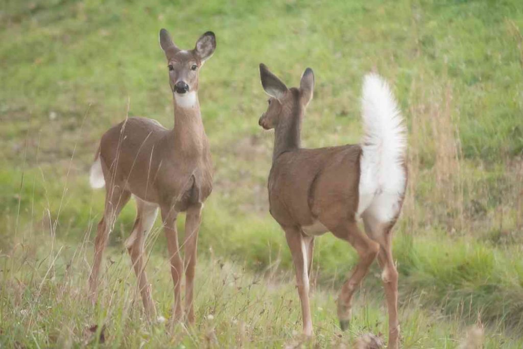 two white tailed deer
