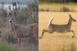 a mule deer to the left and a withe tailed deer to the right