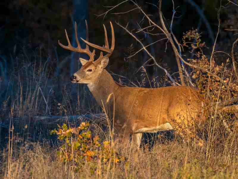 a white tail buck in the evening sun