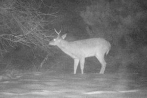 Nocturnal Bucks Do They Exist??