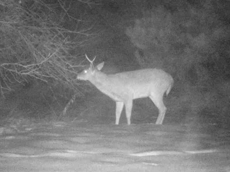 deer at night but not nocturnal