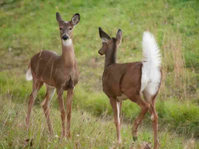 two white tail does