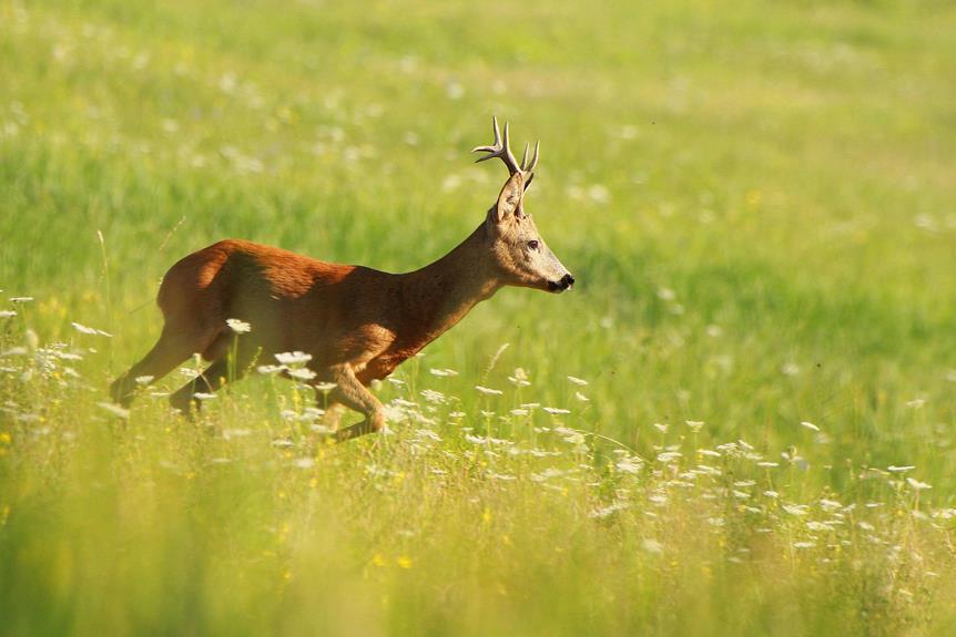 deer s running speed analysis
