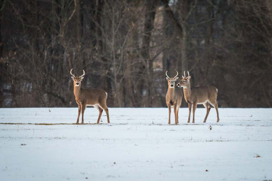 group of young deer