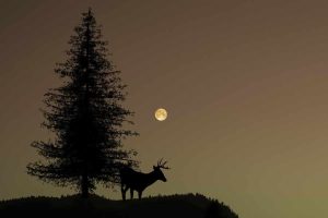 buck in the dark full moon
