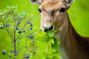 deer eating leaves and blueberries