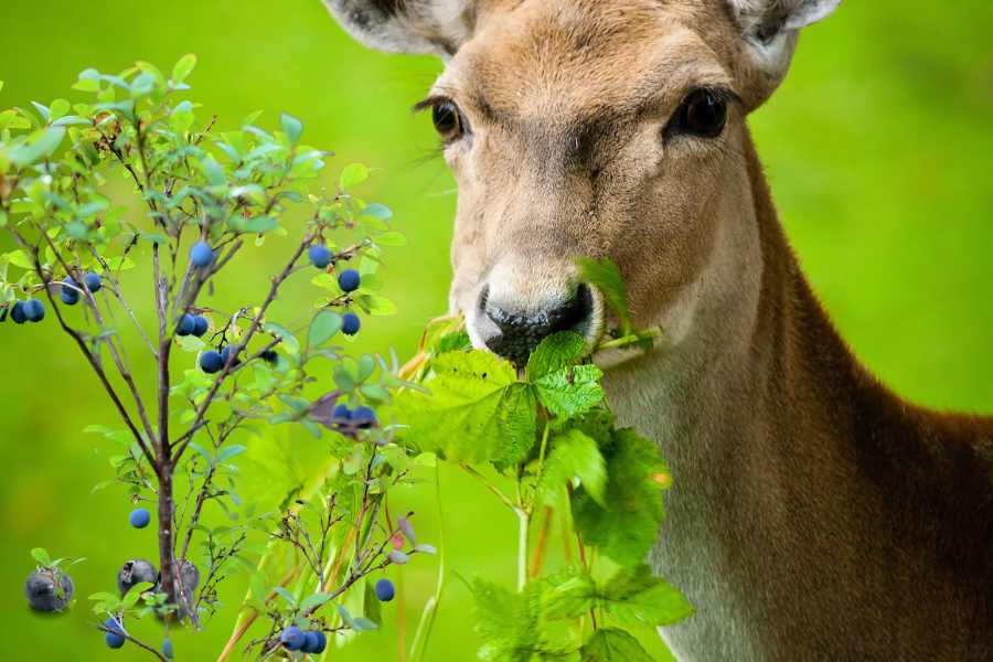 deer eating leaves and blueberries