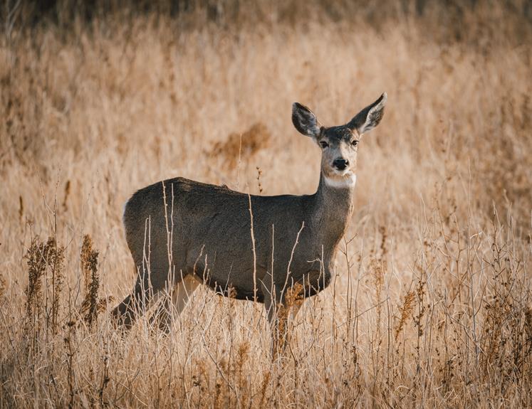 deer s impressive hearing abilities