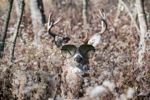 Deer with sunglasses