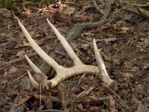 Shed antler on the ground