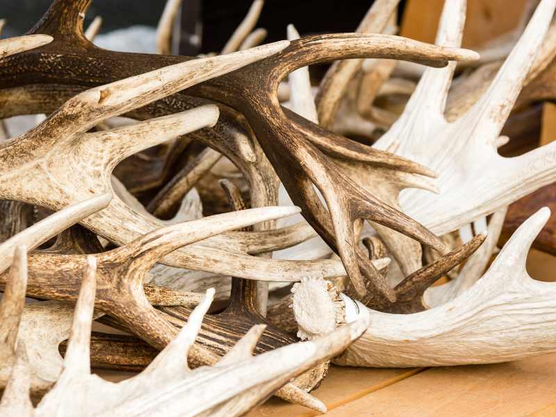 Shed antlers for sale